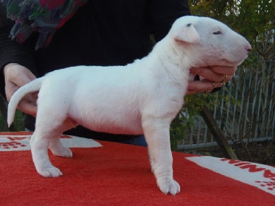 of Shorty Memory - 1 chiot male bull terrier lof 