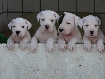 of Shorty Memory - des superbes bébés dogues argentin à decouvrir 