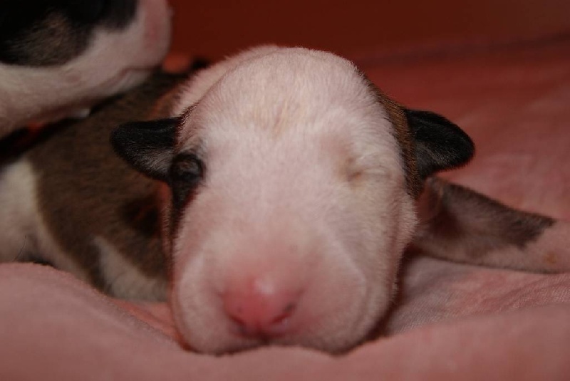 of Shorty Memory - Bull Terrier - Portée née le 03/11/2013