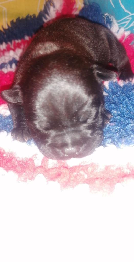 of Shorty Memory - Chiot disponible  - Staffordshire Bull Terrier