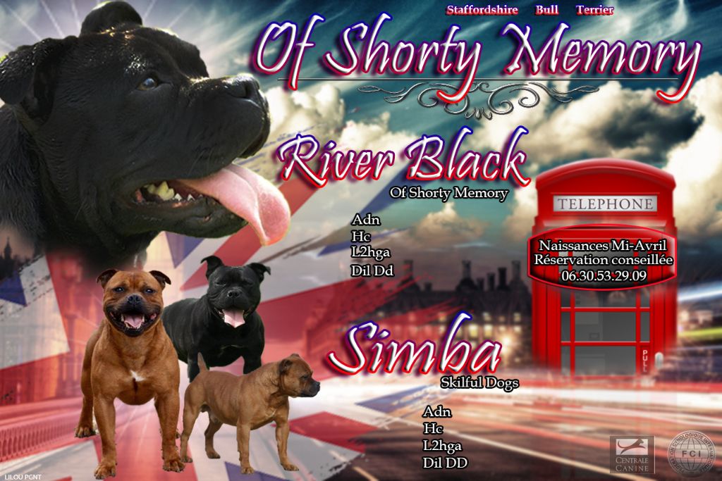 chiot Staffordshire Bull Terrier of Shorty Memory