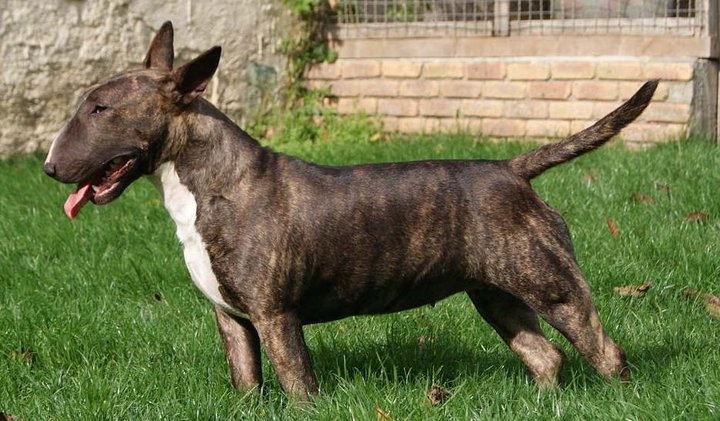 of Shorty Memory - Bull Terrier - Portée née le 26/06/2011