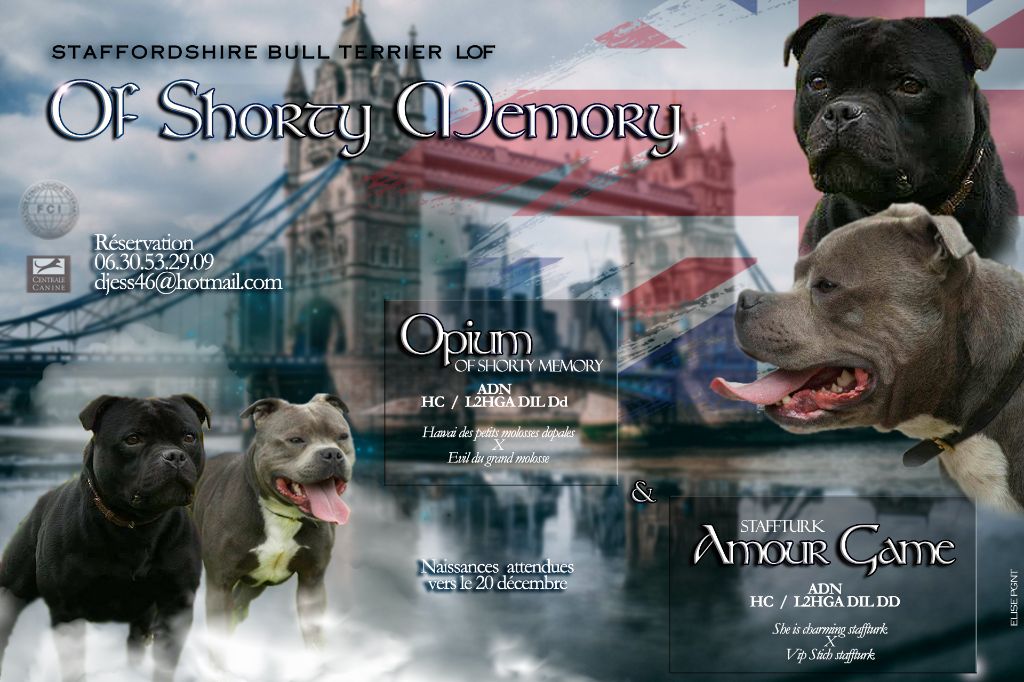 chiot Staffordshire Bull Terrier of Shorty Memory