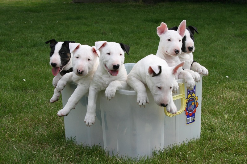 of Shorty Memory - Bull Terrier - Portée née le 08/05/2010