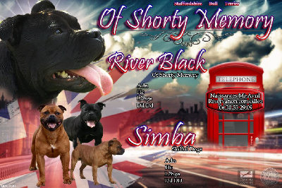 of Shorty Memory - Staffordshire Bull Terrier - Portée née le 06/04/2022