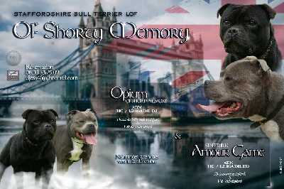 of Shorty Memory - Staffordshire Bull Terrier - Portée née le 25/12/2024