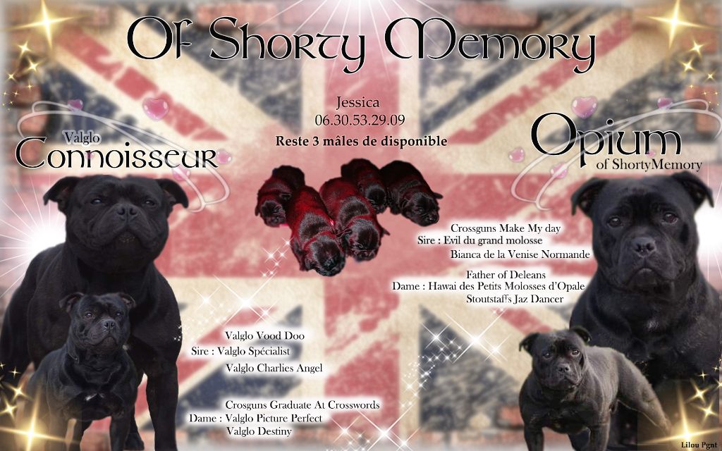 of Shorty Memory - Staffordshire Bull Terrier - Portée née le 27/02/2020