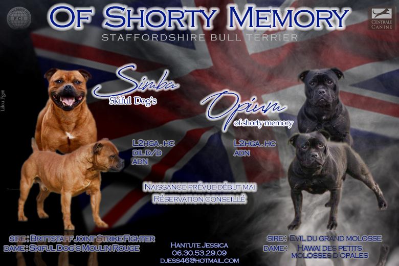 of Shorty Memory - Staffordshire Bull Terrier - Portée née le 06/05/2021
