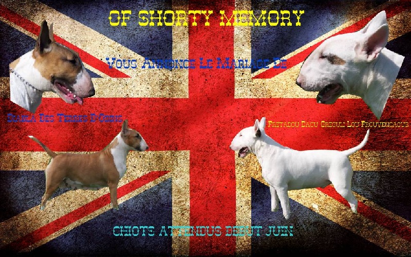 of Shorty Memory - Bull Terrier - Portée née le 03/06/2012