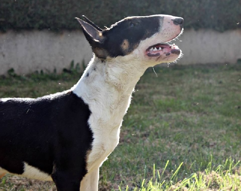 Imperial legend for douchka ii of Shorty Memory