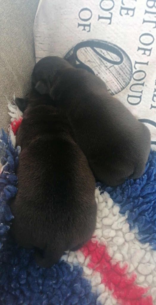 Chiots disponibles 