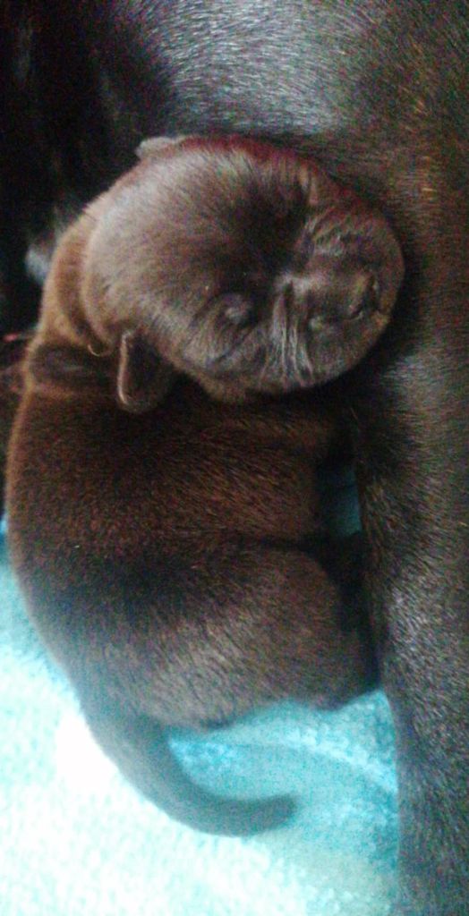 of Shorty Memory - Chiots disponibles - Staffordshire Bull Terrier