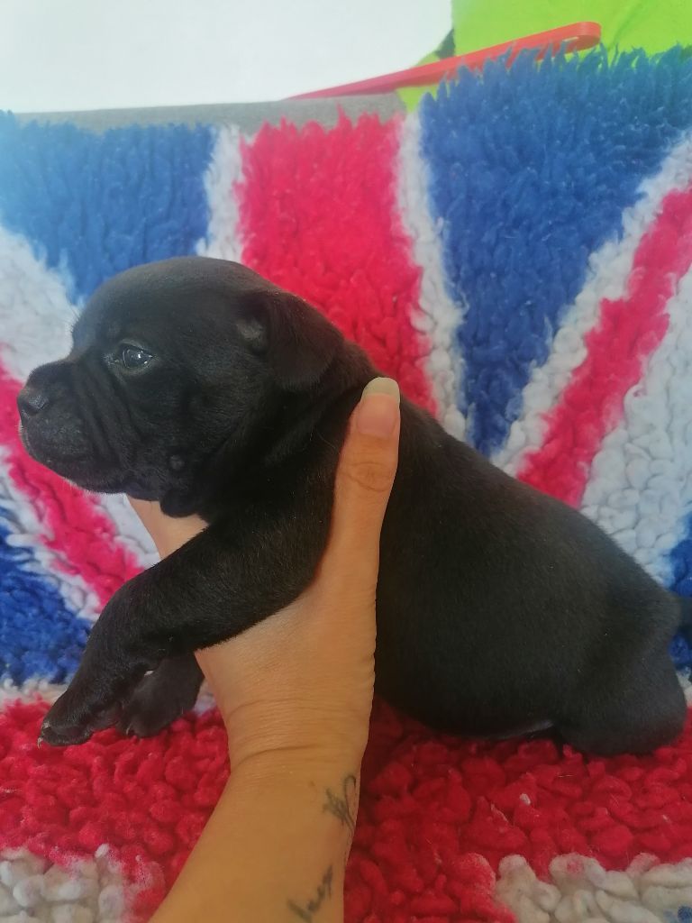 of Shorty Memory - Chiots disponibles - Staffordshire Bull Terrier
