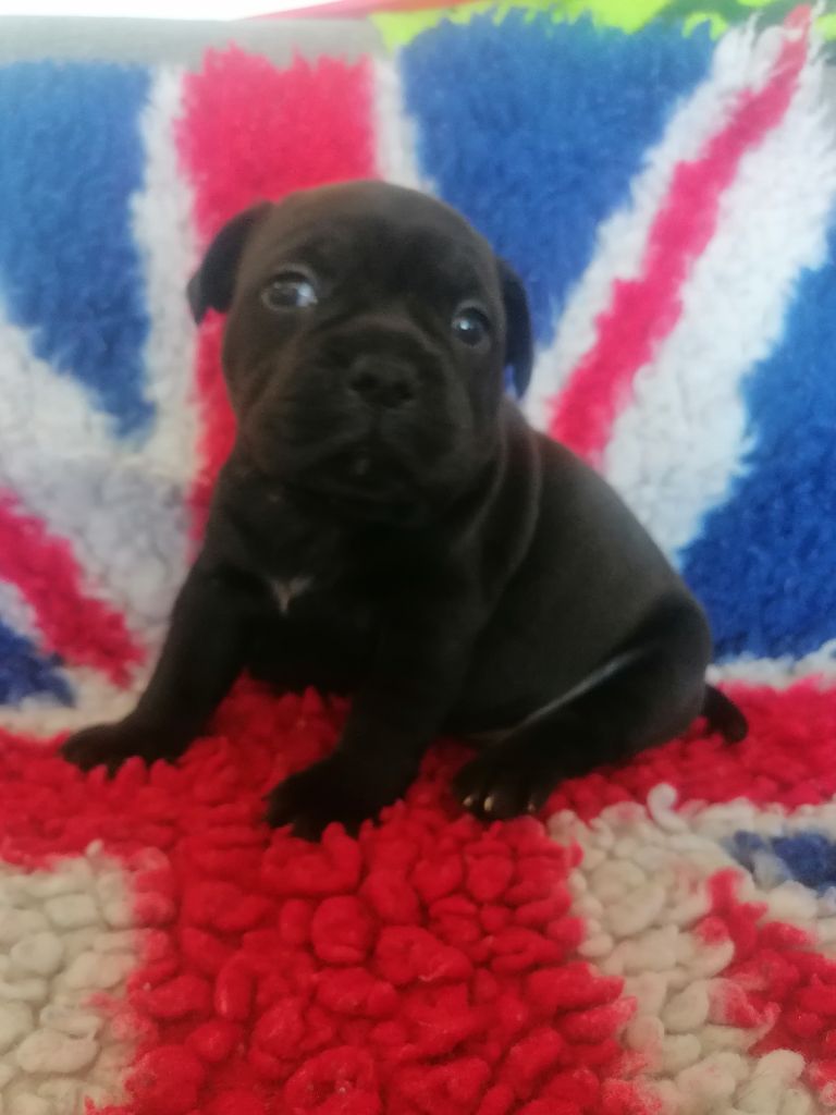 of Shorty Memory - Chiots disponibles - Staffordshire Bull Terrier