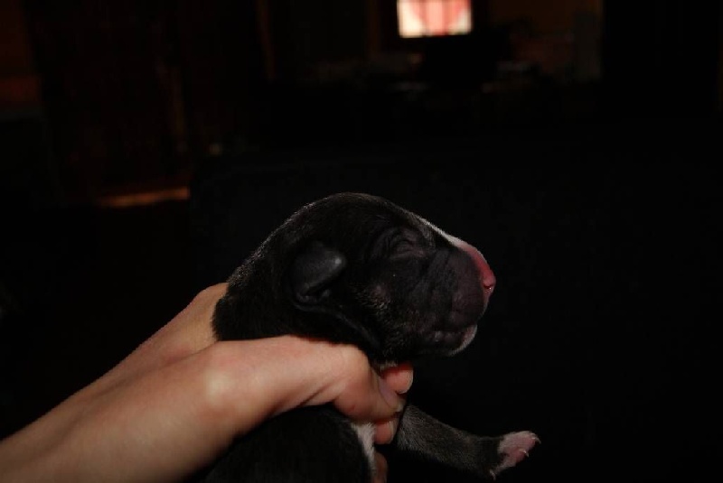 of Shorty Memory - Bull Terrier - Portée née le 05/05/2014