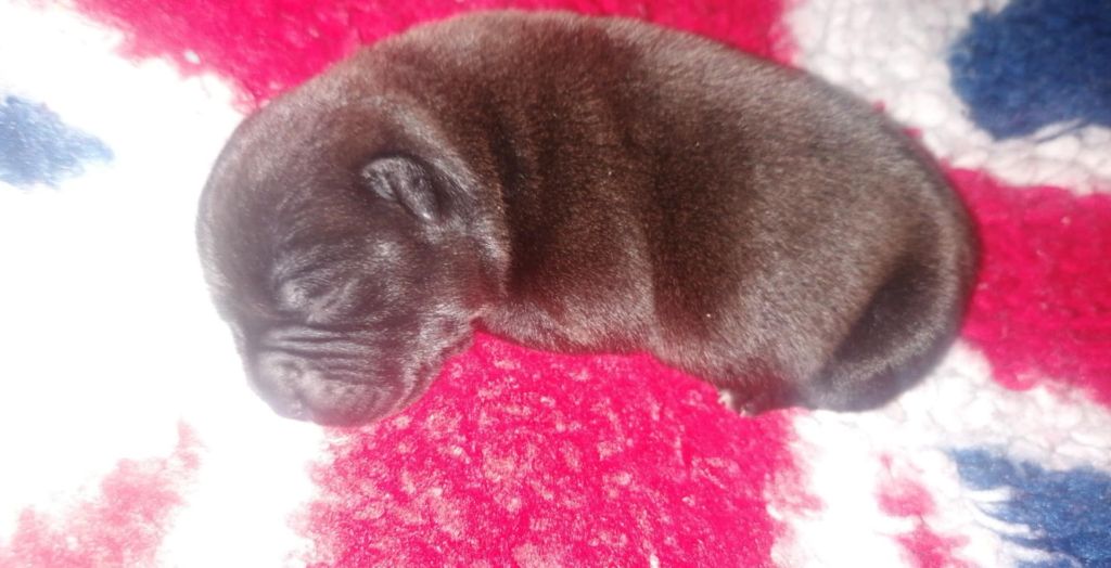 of Shorty Memory - Chiots disponibles - Staffordshire Bull Terrier